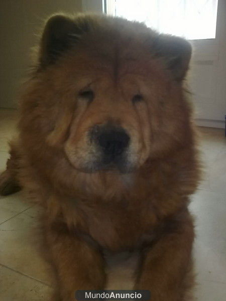 Busco macho chow chow para mi perra,ya esta con periodo