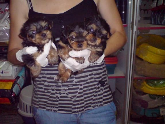 CACHORROS DE YORKSHIRE MACHOS, OFERTA!  400 EUROS