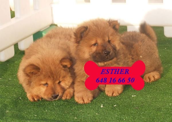 Excelentes Chow-chow, los mejores cachorros