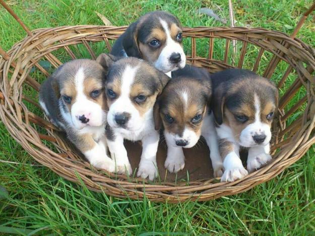 Fantasticos cachorros beagle