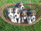 Fantasticos cachorros beagle - mejor precio | unprecio.es