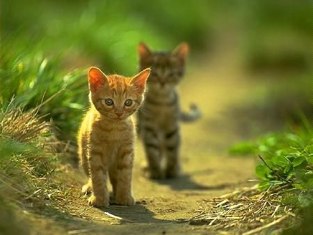 GATITOS PRECIOSOS EN SANT QUIRZE DEL VALLÈS BARCELONA