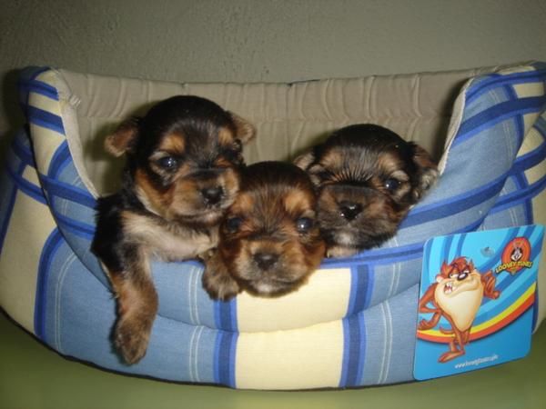 miniaturas de yorkshire terrier