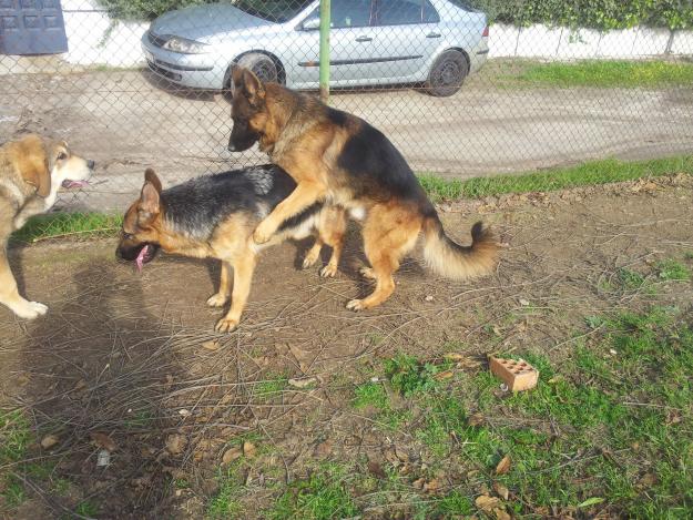 se venden cachorros de pastor aleman linea de belleza l.o.e