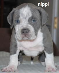 American Pitbull Cachorros