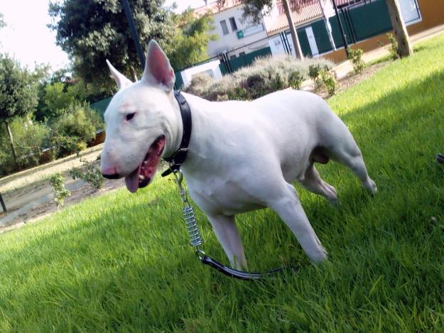 BULL TERRIER MACHO CON PEDIGREE PARA MONTA