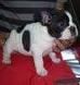 bulldog frances.preciosos cachorros