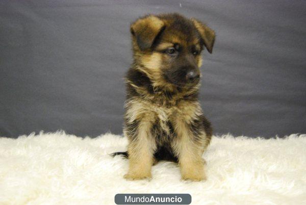 Cachorritos Pastor Aleman de calidad con pedigree