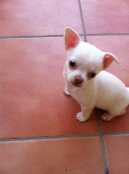 cachorro chihuahua