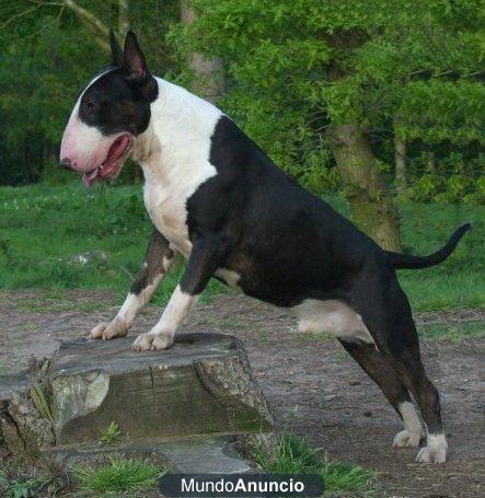 Camada de Bull Terrier