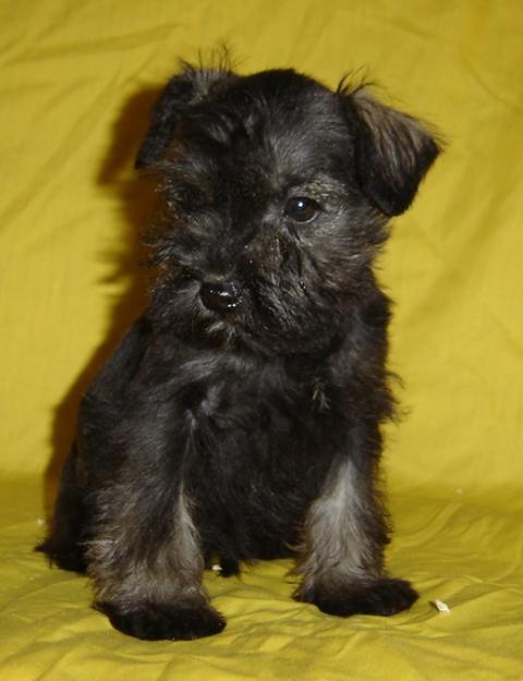 Camada de schnauzer miniatura sal y pimienta 350€