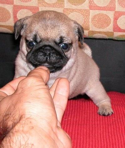 Dos Carlino cachorros para usted