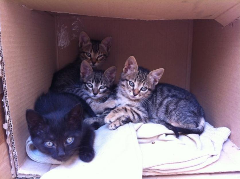 Gatitos habaneros, abandonados en la basura, se dan en adopción