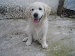 Golden Retriever Excelente Regalo Navidad