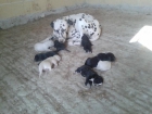 Se regalan cachorros dalmata - mejor precio | unprecio.es