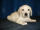 vendo cachorritos de labrador - mejor precio | unprecio.es