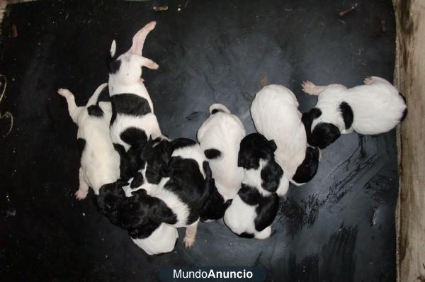 CACHORROS DE POINTER EUROPEO.