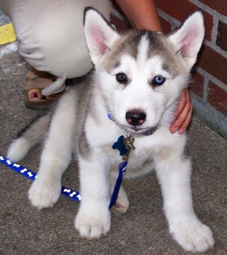 Calidad cachorro husky siberiano