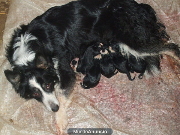 CAMADA  BORDER COLLIE