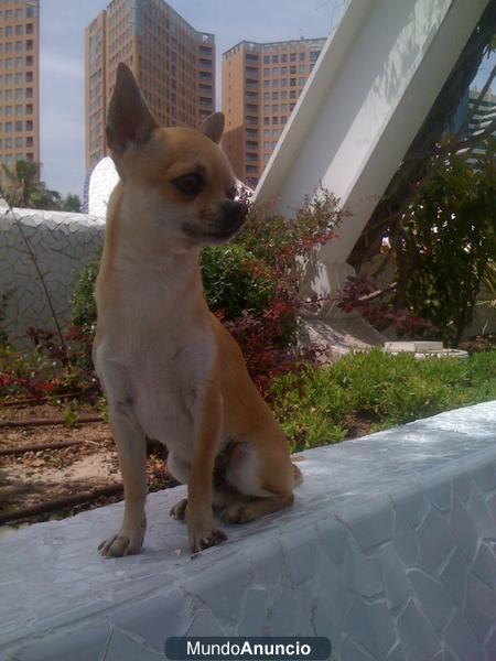 Chihuahua busca nueva familia