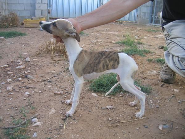 galgo enano whippets