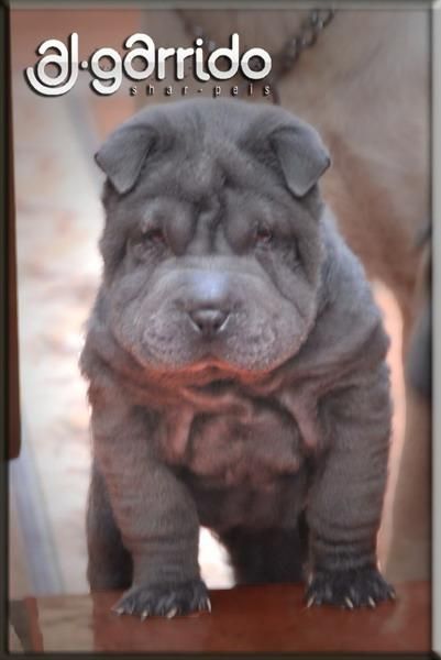 SHARPEI AJGARRIDO´S CAMADA DISPONIBLE