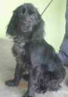 Cachorro de 5 meses cruce de cocker negro, precioso y simpatico - mejor precio | unprecio.es