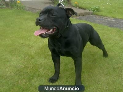 Cachorros de staffordshire bull terrier, excelente camadita