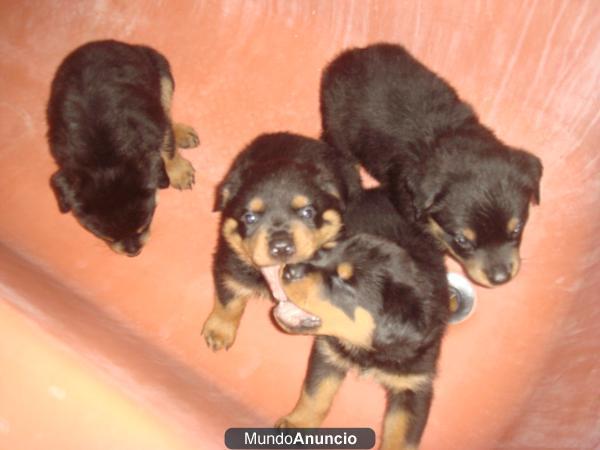 camada de rottweiler