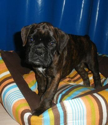 Extraordinarios cachorros de Boxer