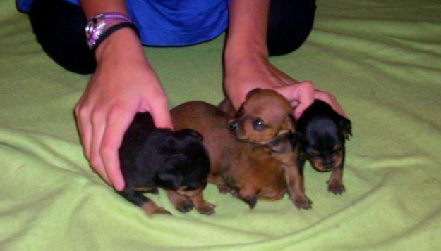 Preciosos cachorros de mini pinchers