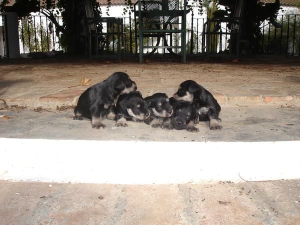 Schnauzer mini negro plata