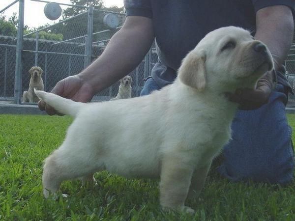 Ultima cachorrita labradora