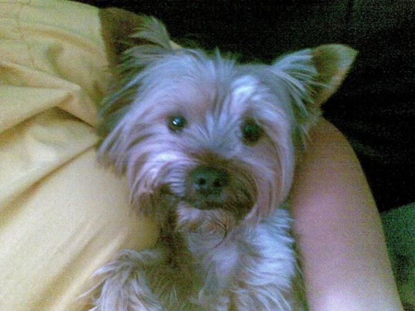 Busco hembra de yorkshire terrier para aparear con mi perrito