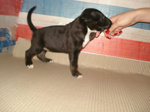 Cachorros de bullterrier: varias tonalidades, nacionales. Fotos de los cachorros disponibl