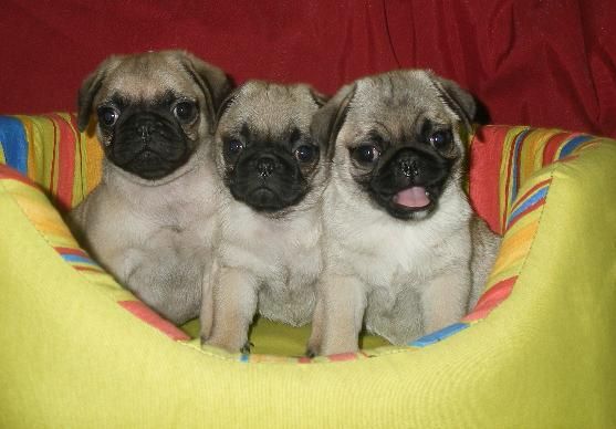 Cachorros de carlino a un preco de película.- Bcn