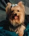 Cachorros de Yorkshire Terrier