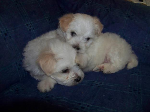 camada bichon maltes