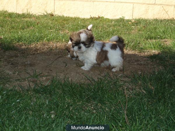 Camada de shih tzu