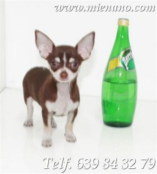 Chihuahuas Mini