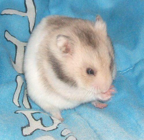 Hamster comun