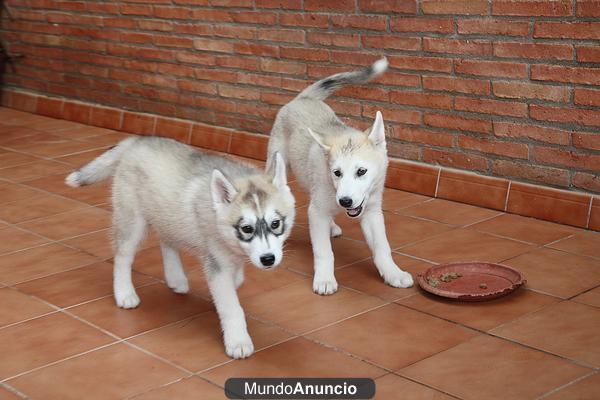 Husky Siberiano