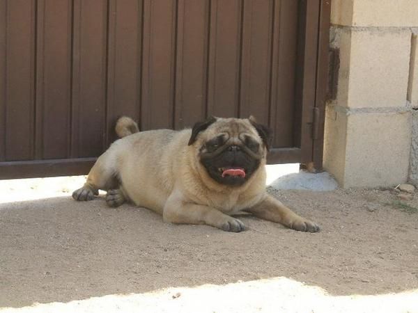 Impresionante macho para monta Carlino o Bulldog frances