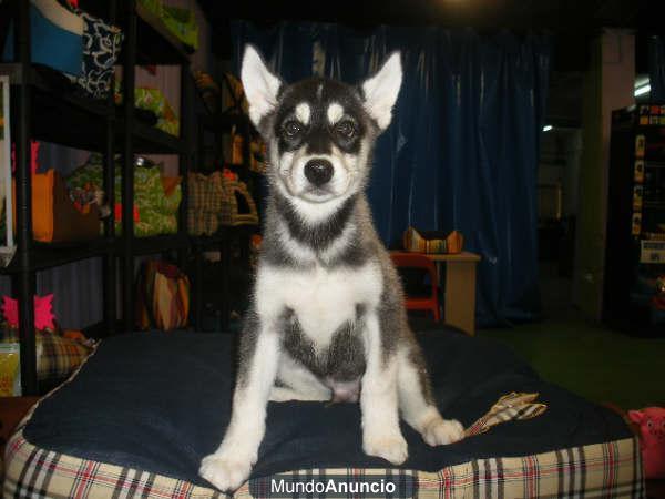 Los mejores cachorros husky