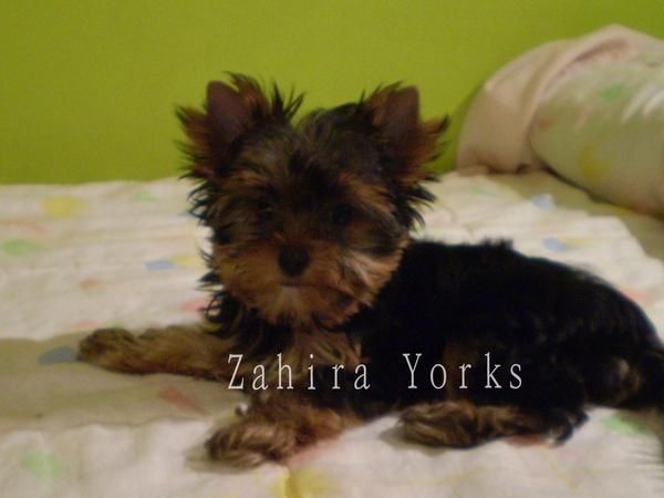 Preciosos cachorros YORKSHIRE TERRIER  en TUDELA