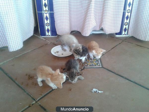 Regalo 4 gatitos!!