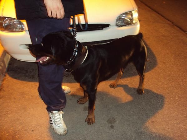 rottweiler joven busca novia