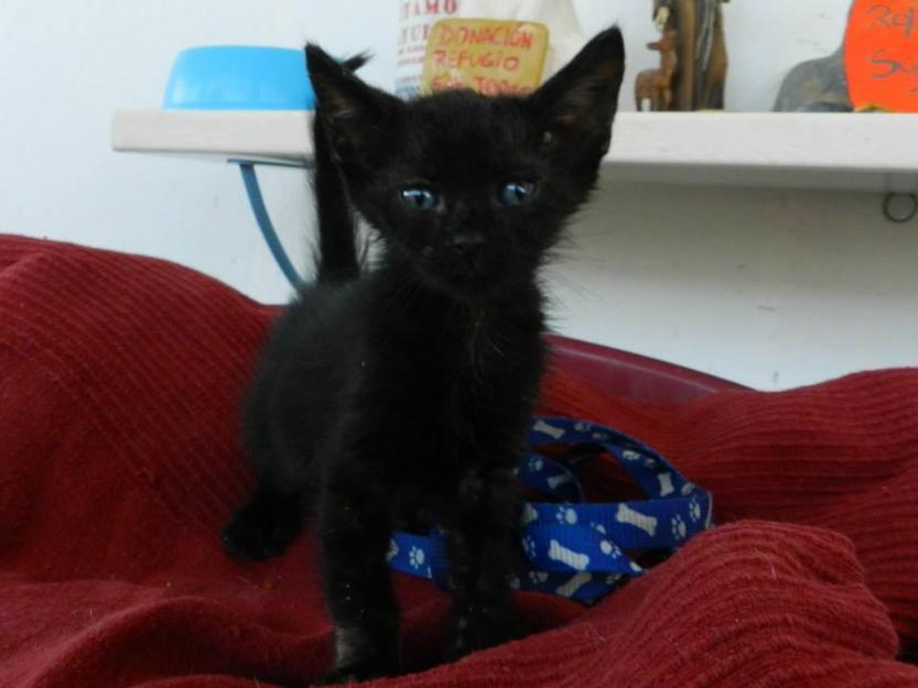 Gatito en adopción