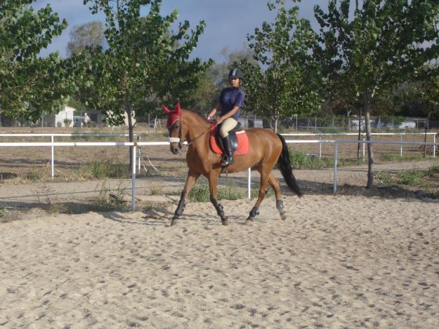 Caballo desaparecido