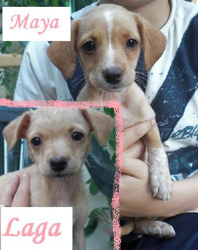 Cachorritas tamaño peque en adopcion